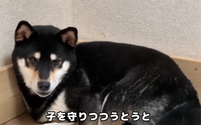 ウトウトするママ犬