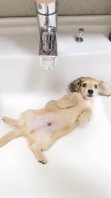 洗面台でリラックスする子犬