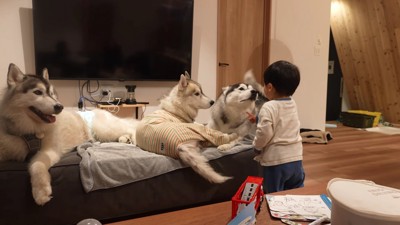 「こら!ダメだよ!」