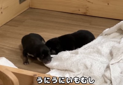 寄り添う赤ちゃん犬