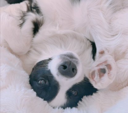 ヘソ天