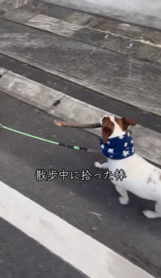 棒を咥えて散歩するバディくん
