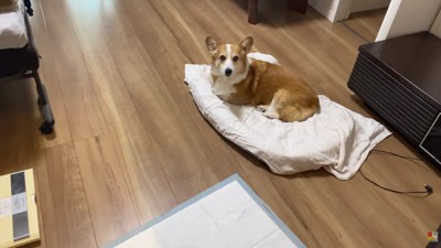 香箱座りで待機中♪