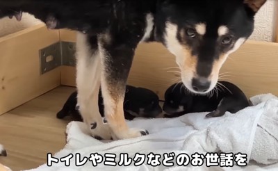 振り返るママ犬