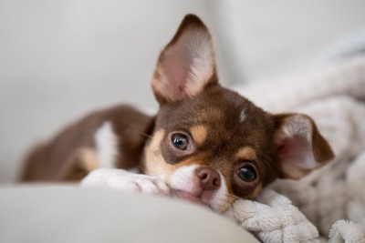 寝転んでいる子犬