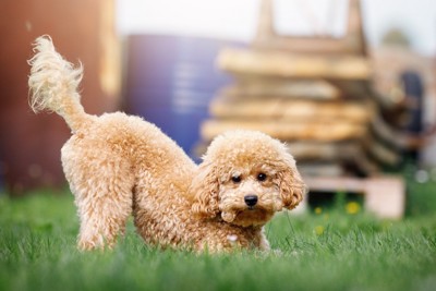おしりを上げた犬
