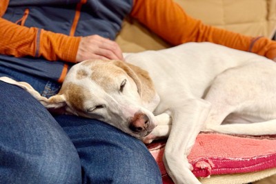 飼い主の膝で寝る犬