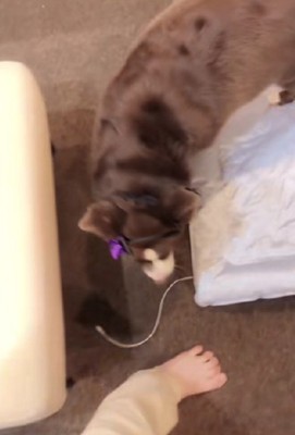 飼い主さんが移動すると…