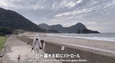 海沿いを歩く犬と人