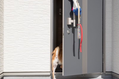 犬の散歩帰り