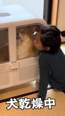 ドライヤーハウスに入っている犬