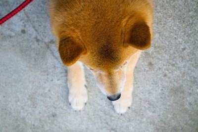 柴犬の足