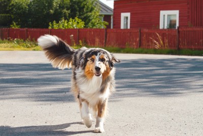 歩いてくる犬