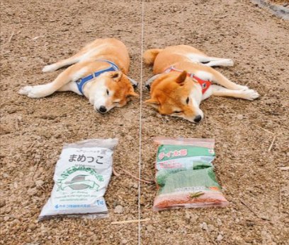 畑