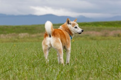 振り向く柴犬のおしり