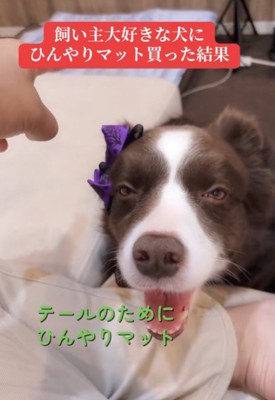 ひんやりマットをプレゼント