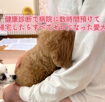 飼い主さんに顔をうずめるチャミィちゃん1