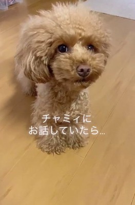 お話を聞くチャミィちゃん