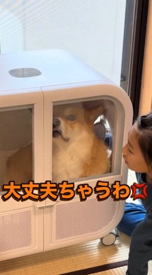 不満そうな表情でドライヤーハウスの外を見つめる犬