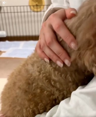 チャミィちゃんをなでる飼い主さん