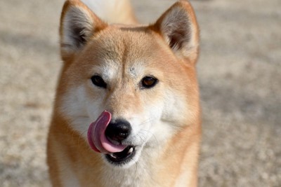 口を舐める犬