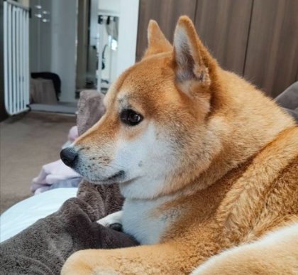 柴犬
