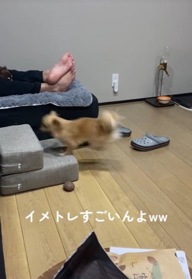 段差を登ろうとするのんちゃん7