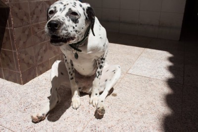 おしりを地面に擦り付ける犬