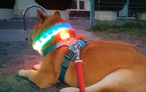 歩かない