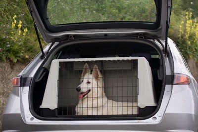 車内のケージに入っている犬