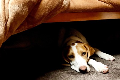 コタツの中にいる犬