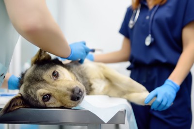 診察を受ける犬