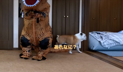 素通りするブルドッグ