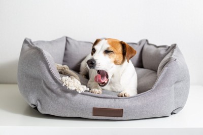 あくびする犬