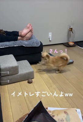 段差を登ろうとするのんちゃん6