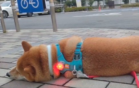 お昼寝