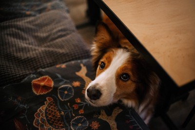 テーブルの下の犬