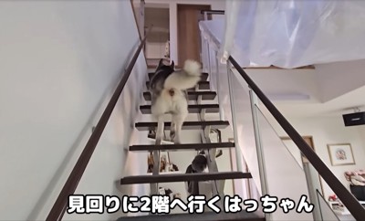 階段を登る大型犬