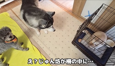 ケージに入る猫