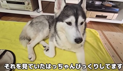 見つめる大型犬