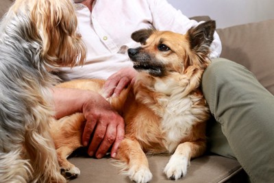 他の犬に怯える犬