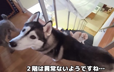 飼い主を見上げる大型犬