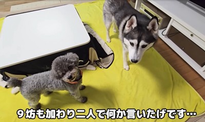 見つめる2匹のわんこ