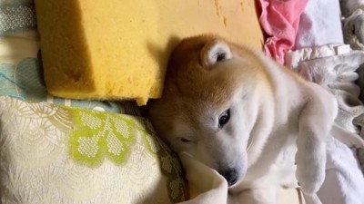 「どうしようかな…」