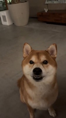 歯がむき出しになったまま飼い主の話を真剣に聞く犬