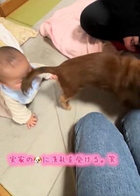 実家のワンコの洗礼を受ける赤ちゃん8