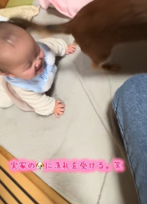 実家のワンコの洗礼を受ける赤ちゃん9