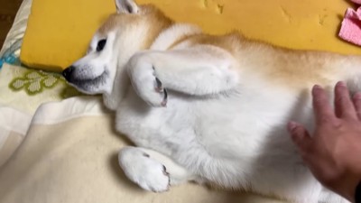 布団の上で寝ていたら…