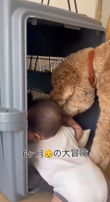 赤ちゃんにくっついてクレートの中に顔を入れる犬