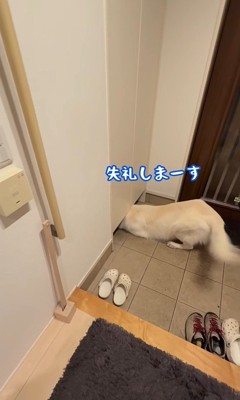 パパが隠れた時のれお君5
